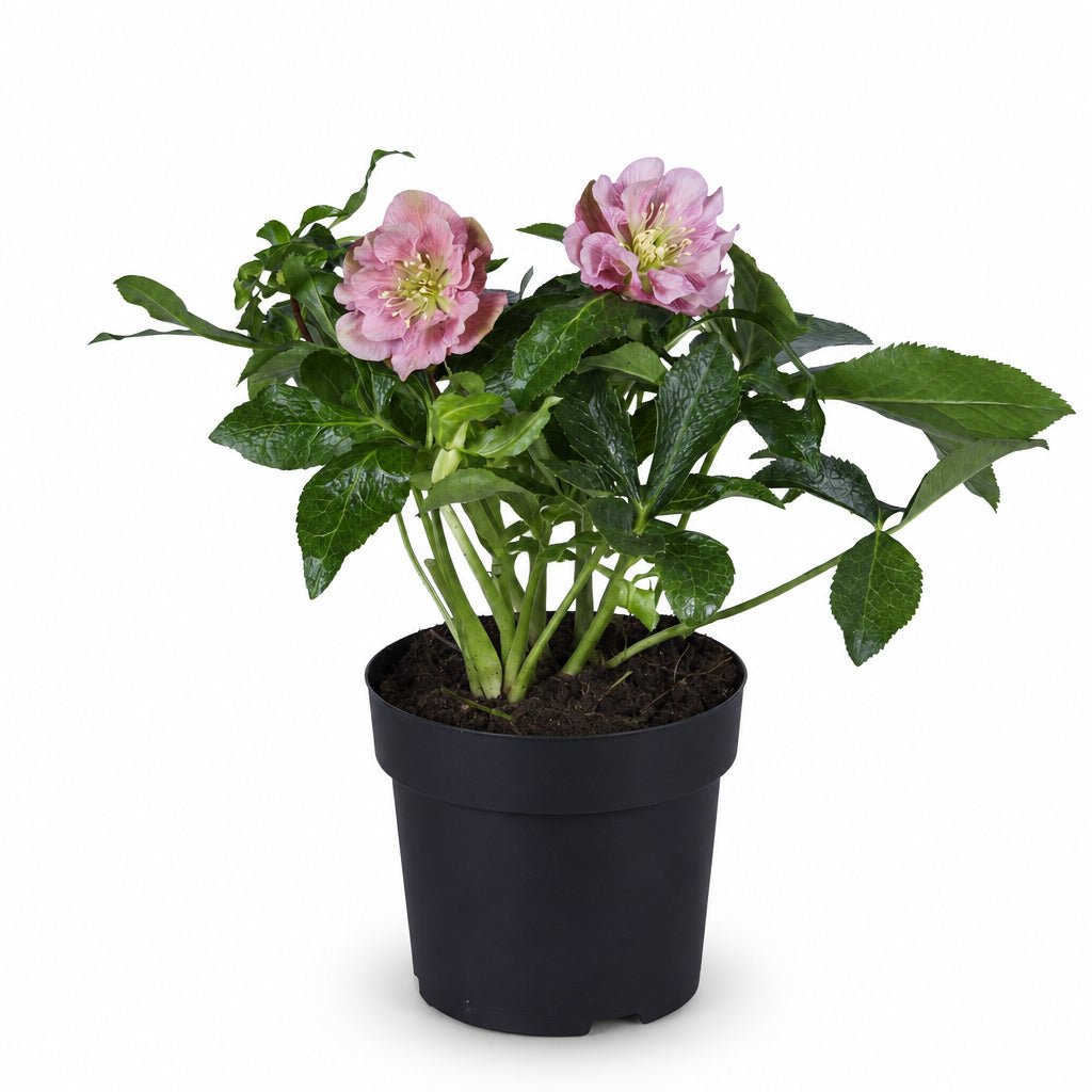 Helleborus orientalis &