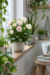 Helleborus orientalis &