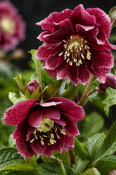 Helleborus orientalis &