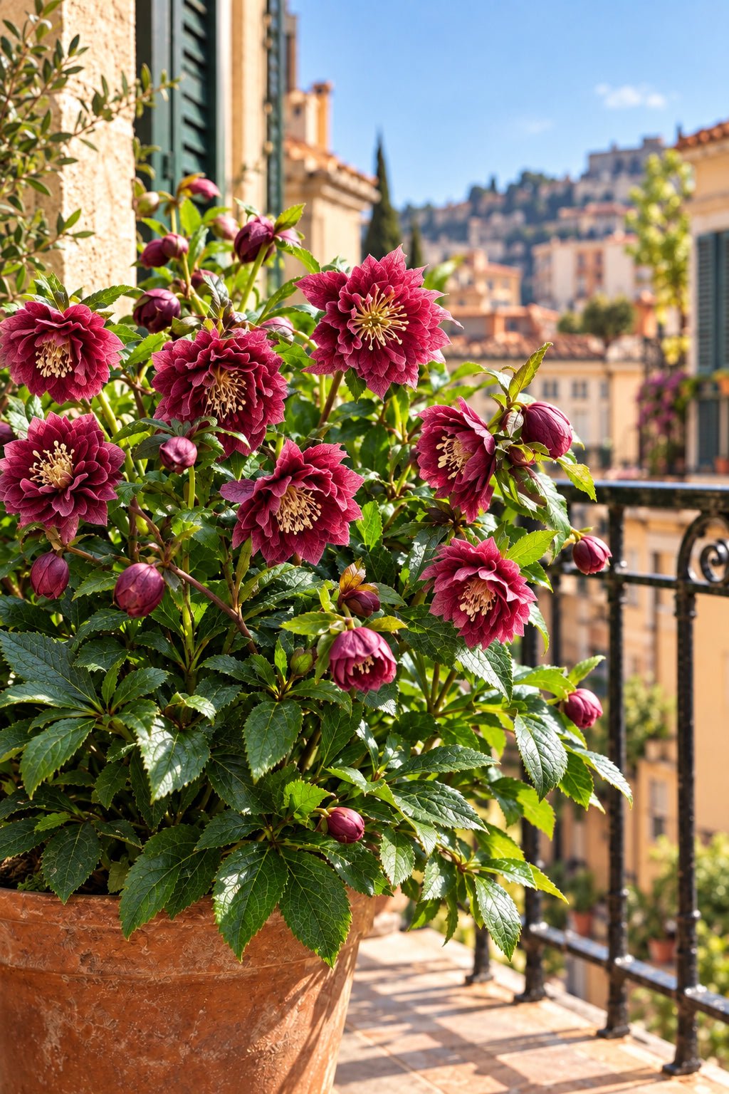 Helleborus orientalis &