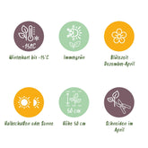 Helleborus orientalis &