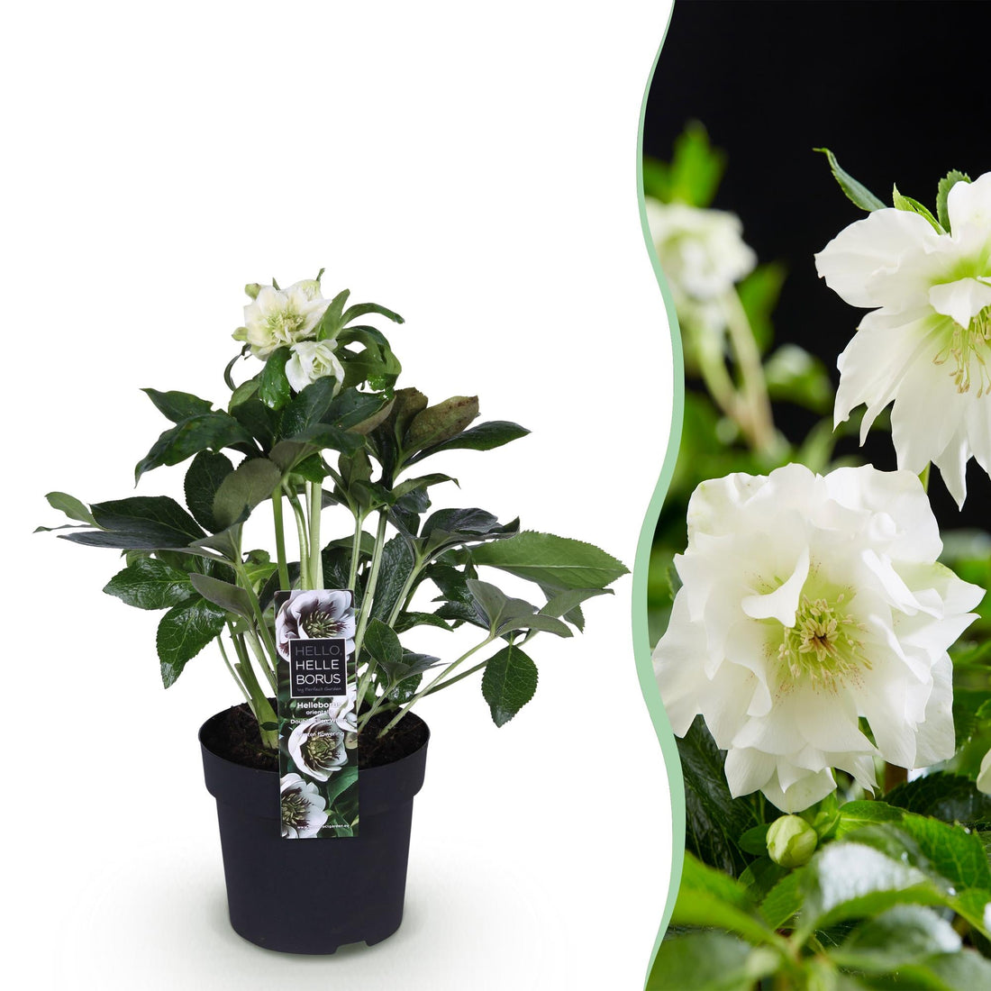 Helleborus orientalis &