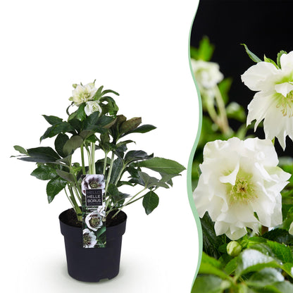 Helleborus orientalis &
