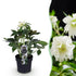Helleborus orientalis &