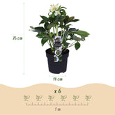 Helleborus orientalis &