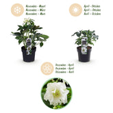 Helleborus orientalis &