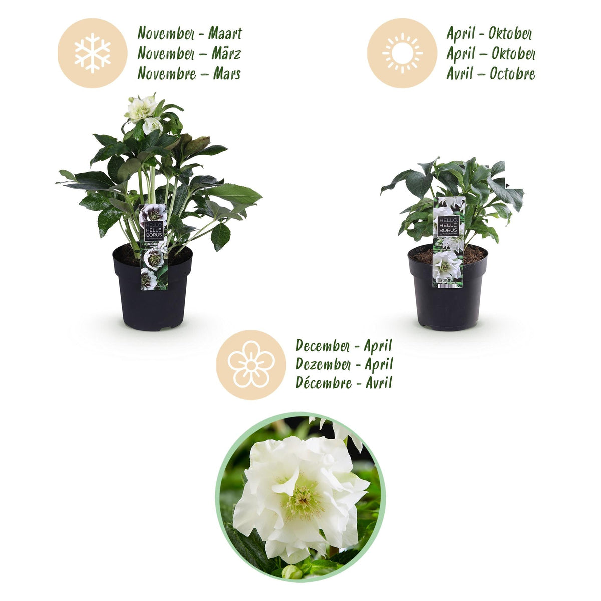 Helleborus orientalis &