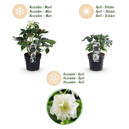 Helleborus orientalis &
