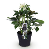 Helleborus orientalis &