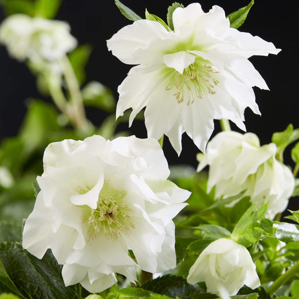 Helleborus orientalis &