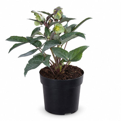 Helleborus × sternii &