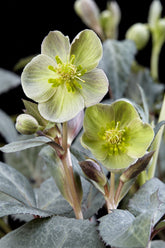 Helleborus × sternii &