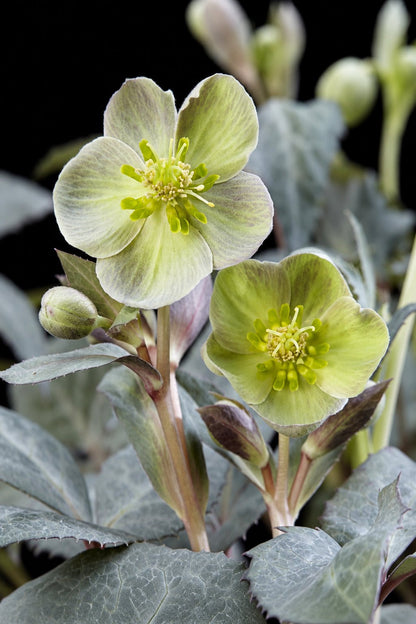 Helleborus × sternii &