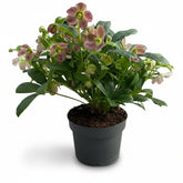 Helleborus ‘Viv Victoria’ — Rose de Noël — Ø17 cm — H45 cm - Verdeia - 1