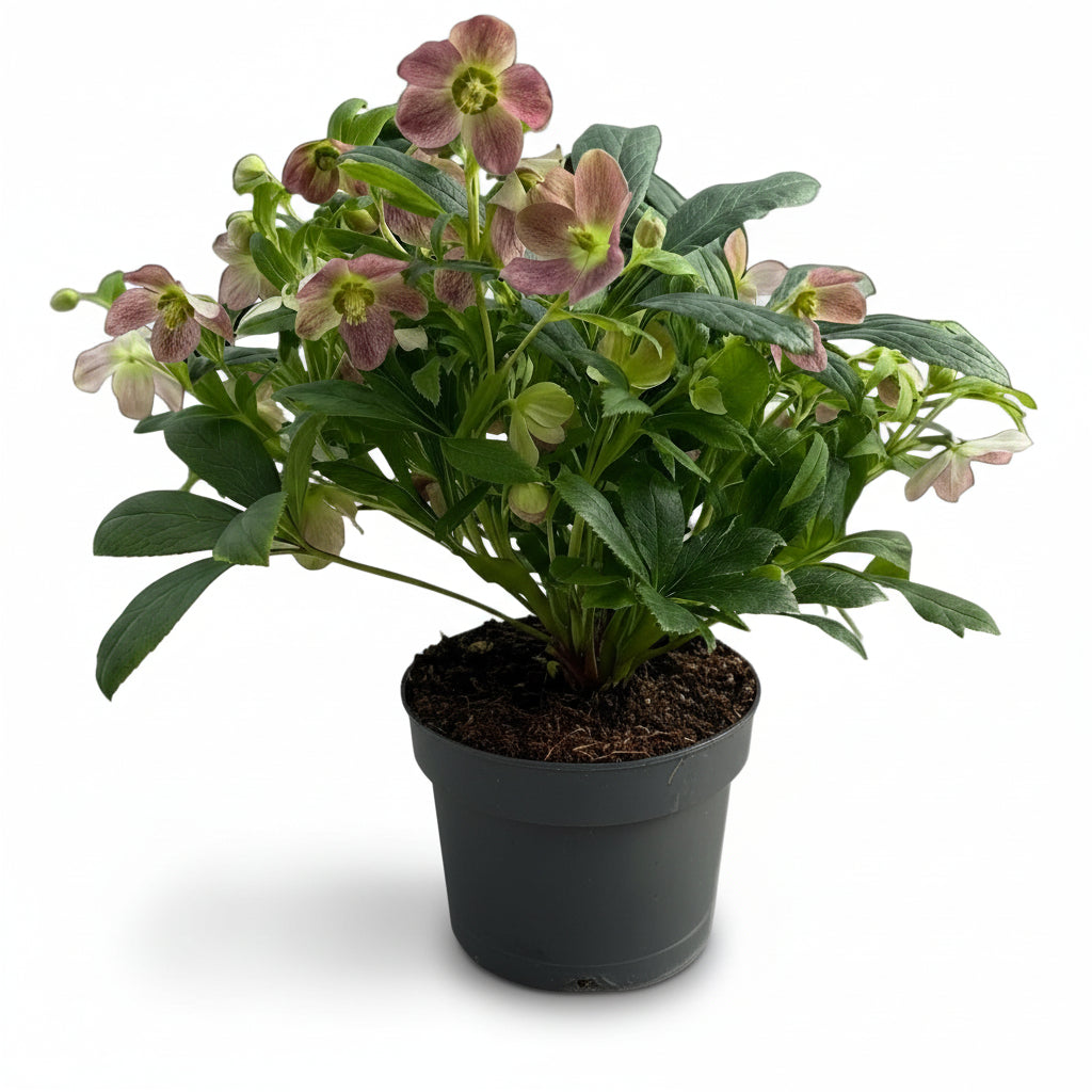 Helleborus ‘Viv Victoria’ — Christrose — Ø17 cm — H45 cm - Verdeia - 1