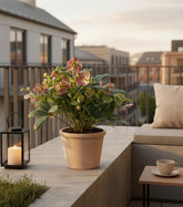 Helleborus ‘Viv Victoria’ — Rose de Noël — Ø17 cm — H45 cm - Verdeia - 4