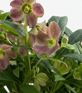 Helleborus ‘Viv Victoria’ — Rose de Noël — Ø17 cm — H45 cm - Verdeia - 2