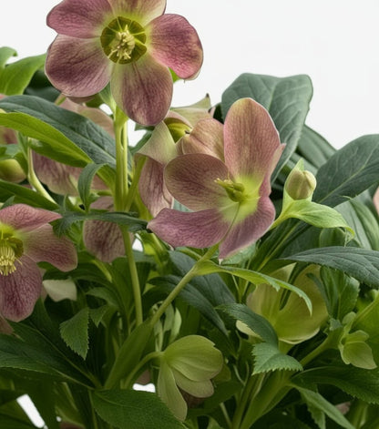 Helleborus ‘Viv Victoria’ — Rose de Noël — Ø17 cm — H45 cm - Verdeia