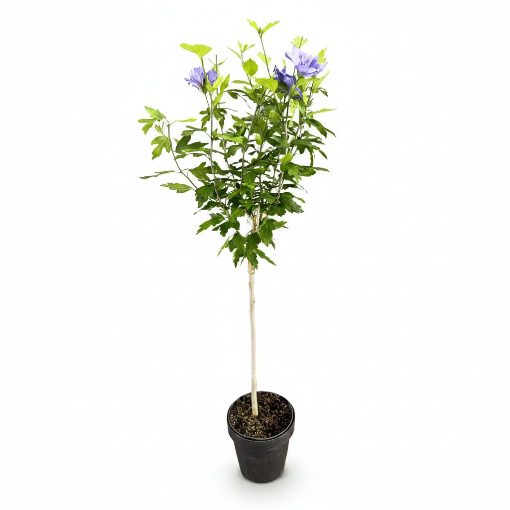 Hibiscus syriacus Blue Chiffon® sur tige (Althéa) — H90 cm | Pot Ø19 cm - Verdeia - 1
