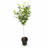 Hibiscus syriacus Blue Chiffon® sur tige (Althéa) — H90 cm | Pot Ø19 cm - Verdeia - 1