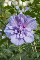 Hibiscus syriacus Blue Chiffon® sur tige (Althéa) — H90 cm | Pot Ø19 cm - Verdeia - 2