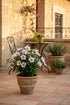 Hibiscus syriacus &