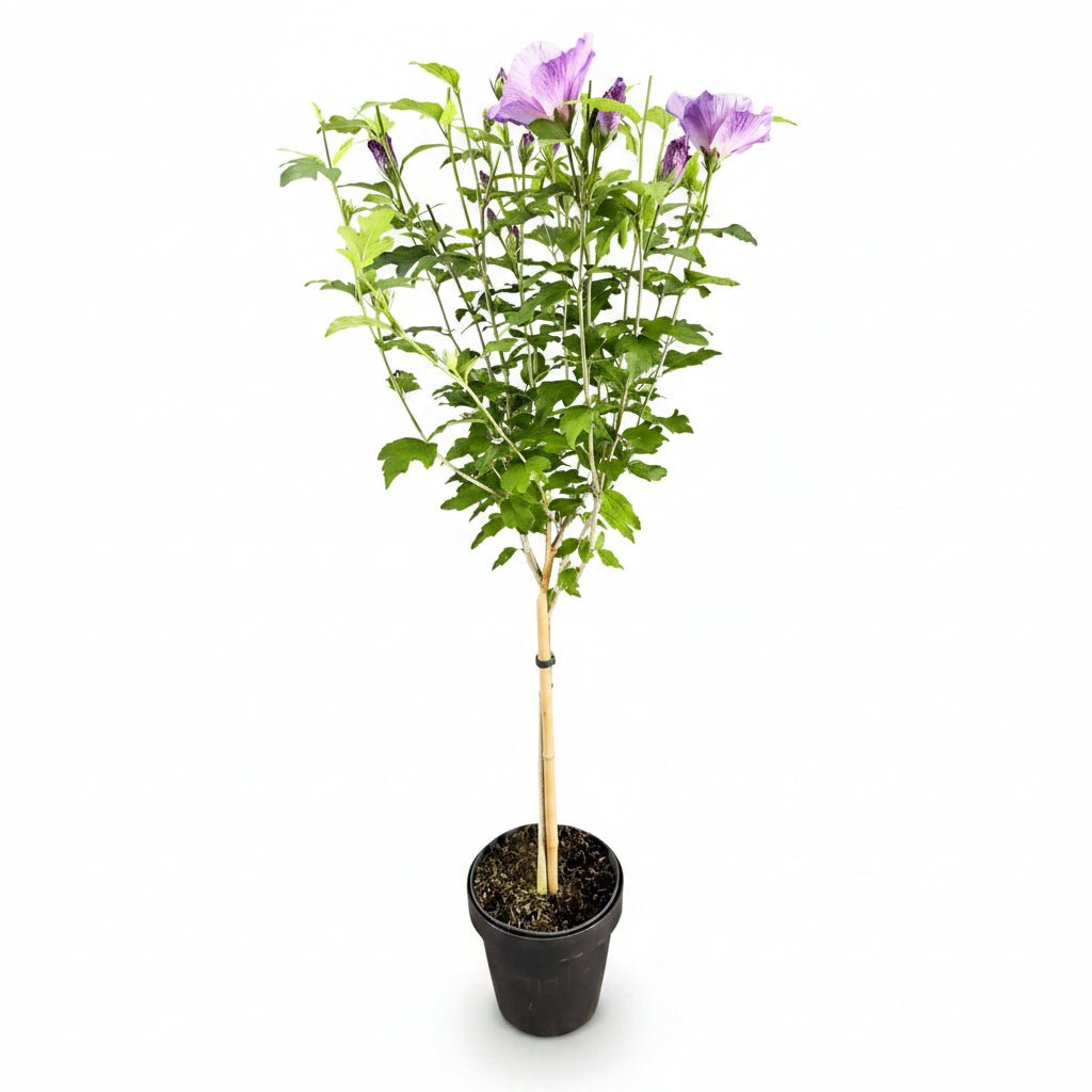 Hibiscus syriacus Lavender Chiffon® sur tige (Althéa) — H90 cm | Pot Ø19 cm - Verdeia - 2