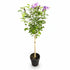 Hibiscus syriacus Lavender Chiffon® sur tige (Althéa) — H90 cm | Pot Ø19 cm - Verdeia - 2