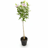 Hibiscus syriacus Starburst Chiffon® sur tige (Althéa) — H90 cm | Pot Ø19 cm - Verdeia - 2