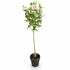 Hibiscus syriacus Starburst Chiffon® sur tige (Althéa) — H90 cm | Pot Ø19 cm - Verdeia - 2