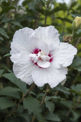 Hibiscus syriacus Starburst Chiffon® sur tige (Althéa) — H90 cm | Pot Ø19 cm - Verdeia - 1