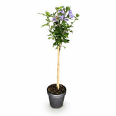 Hibiscus syriacus Tricolour sur tige (Althéa tricolore) — H90 cm | Pot Ø19 cm - Verdeia - 2