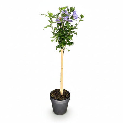 Hibiscus syriacus Tricolour sur tige (Althéa tricolore) — H90 cm | Pot Ø19 cm - Verdeia - 2
