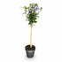 Hibiscus syriacus Tricolour sur tige (Althéa tricolore) — H90 cm | Pot Ø19 cm - Verdeia - 2
