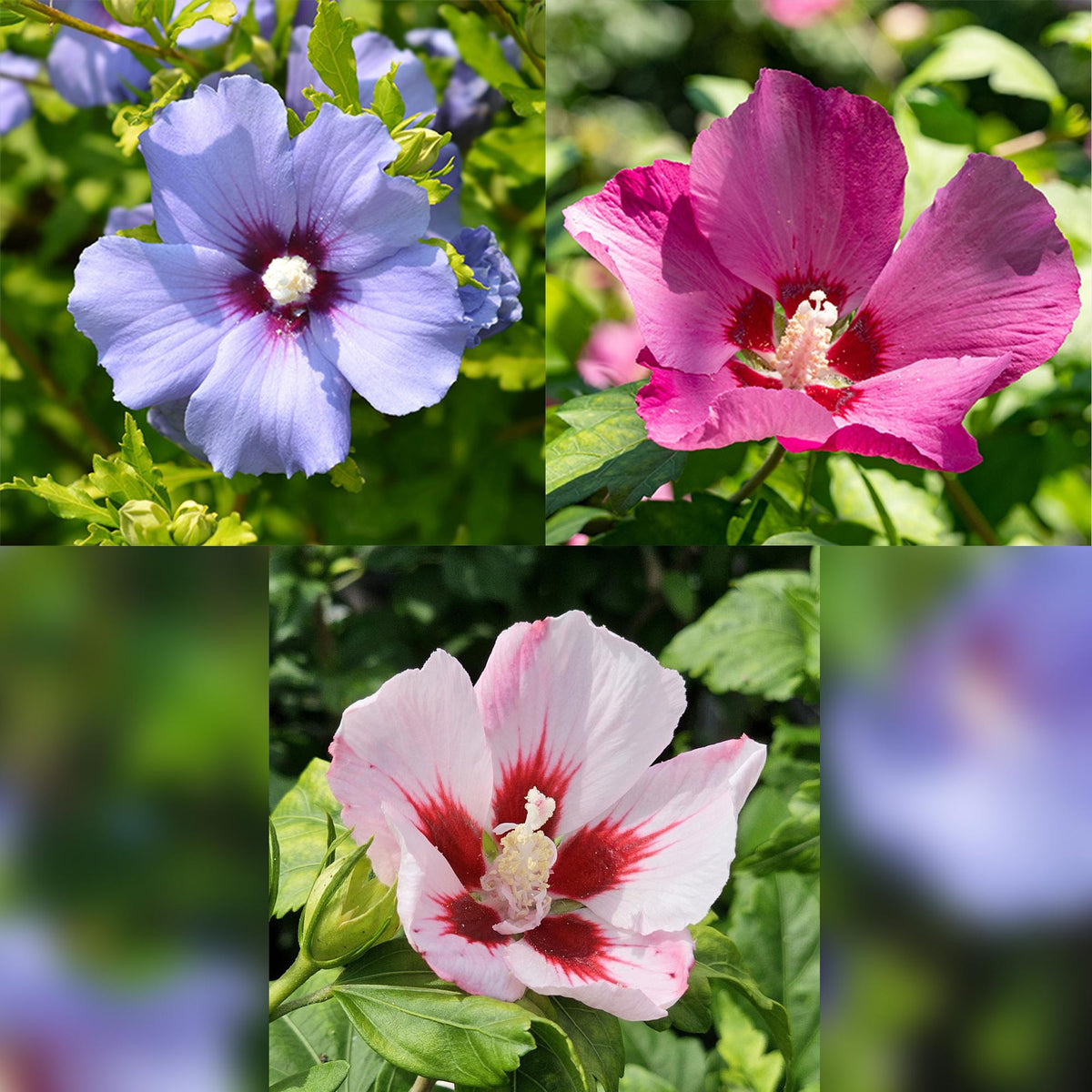 Hibiscus syriacus Tricolour sur tige (Althéa tricolore) — H90 cm | Pot Ø19 cm - Verdeia - 1