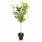 Hibiscus syriacus White Chiffon® sur tige (Althéa) — H90 cm | Pot Ø19 cm - Verdeia - 2