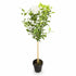 Hibiscus syriacus White Chiffon® sur tige (Althéa) — H90 cm | Pot Ø19 cm - Verdeia - 2