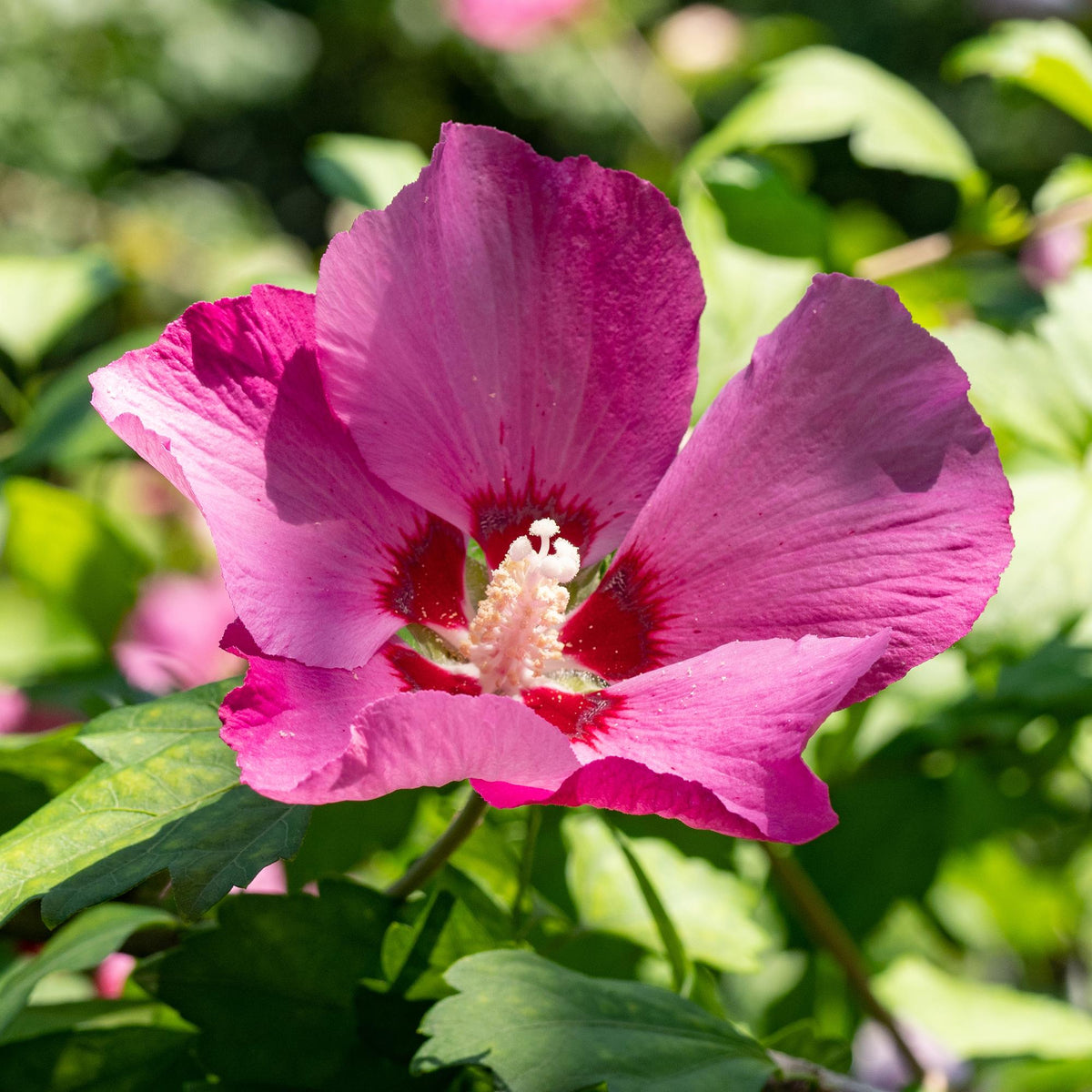 Hibiscus syriacus &