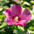 Hibiscus syriacus &