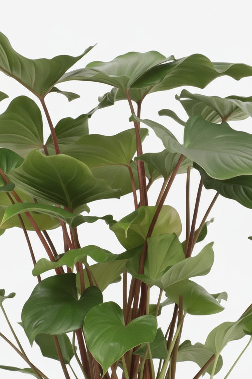 Homalomena Rubescens Maggy — Ø24 cm — H90 cm - Verdeia - 2