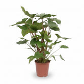 Homalomena Rubescens Maggy — Ø24 cm — H90 cm - Verdeia - 1