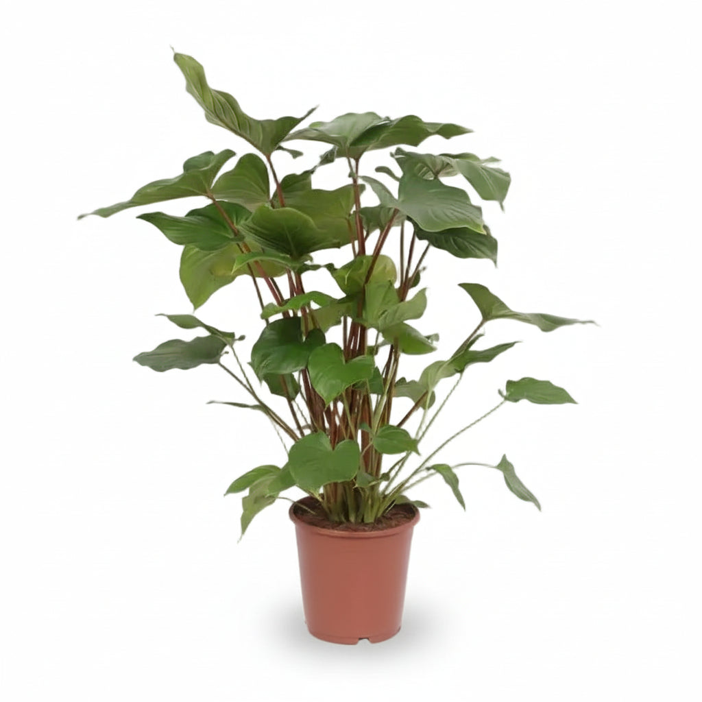 Homalomena Rubescens Maggy — Ø24 cm — H90 cm - Verdeia - 1