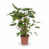 Homalomena Rubescens Maggy — Ø24 cm — H90 cm - Verdeia - 1