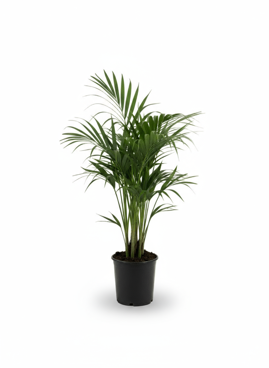 Howea forsteriana – Palmier Kentia d’intérieur tropical - Verdeia - 7