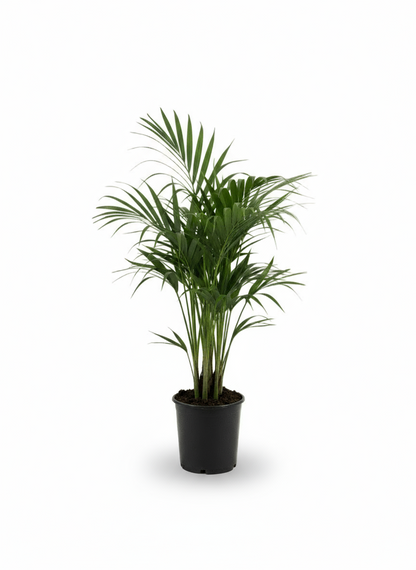 Howea forsteriana – Palmier Kentia d’intérieur tropical - Verdeia