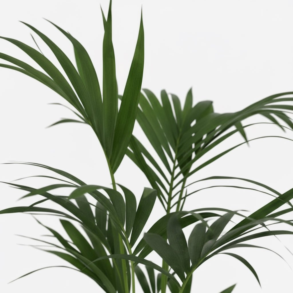 Howea forsteriana – Palmier Kentia d’intérieur tropical - Verdeia