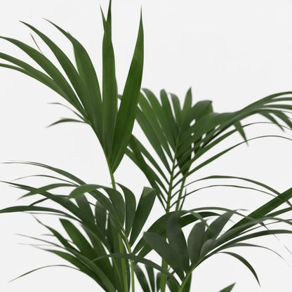 Howea forsteriana – Palmier Kentia d’intérieur tropical - Verdeia