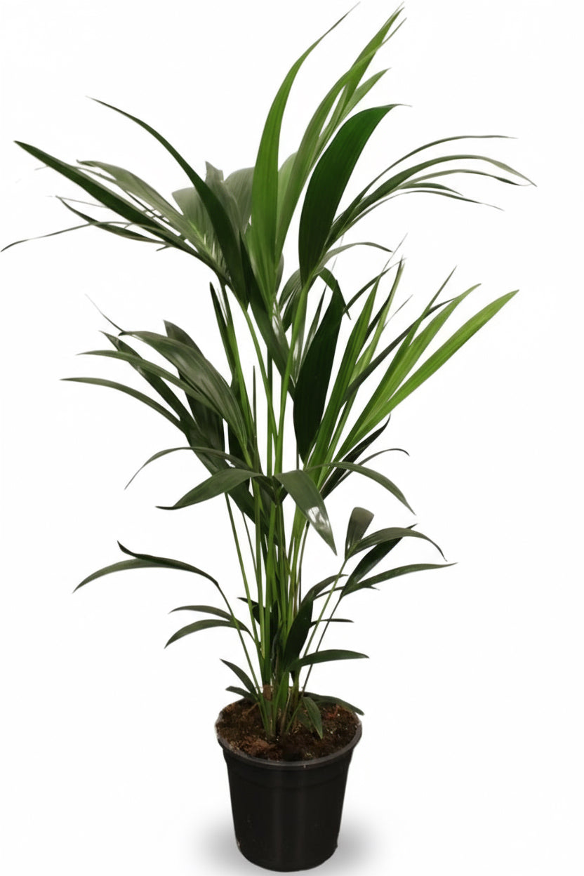 Howea forsteriana – Palmier Kentia d’intérieur tropical - Verdeia - 6