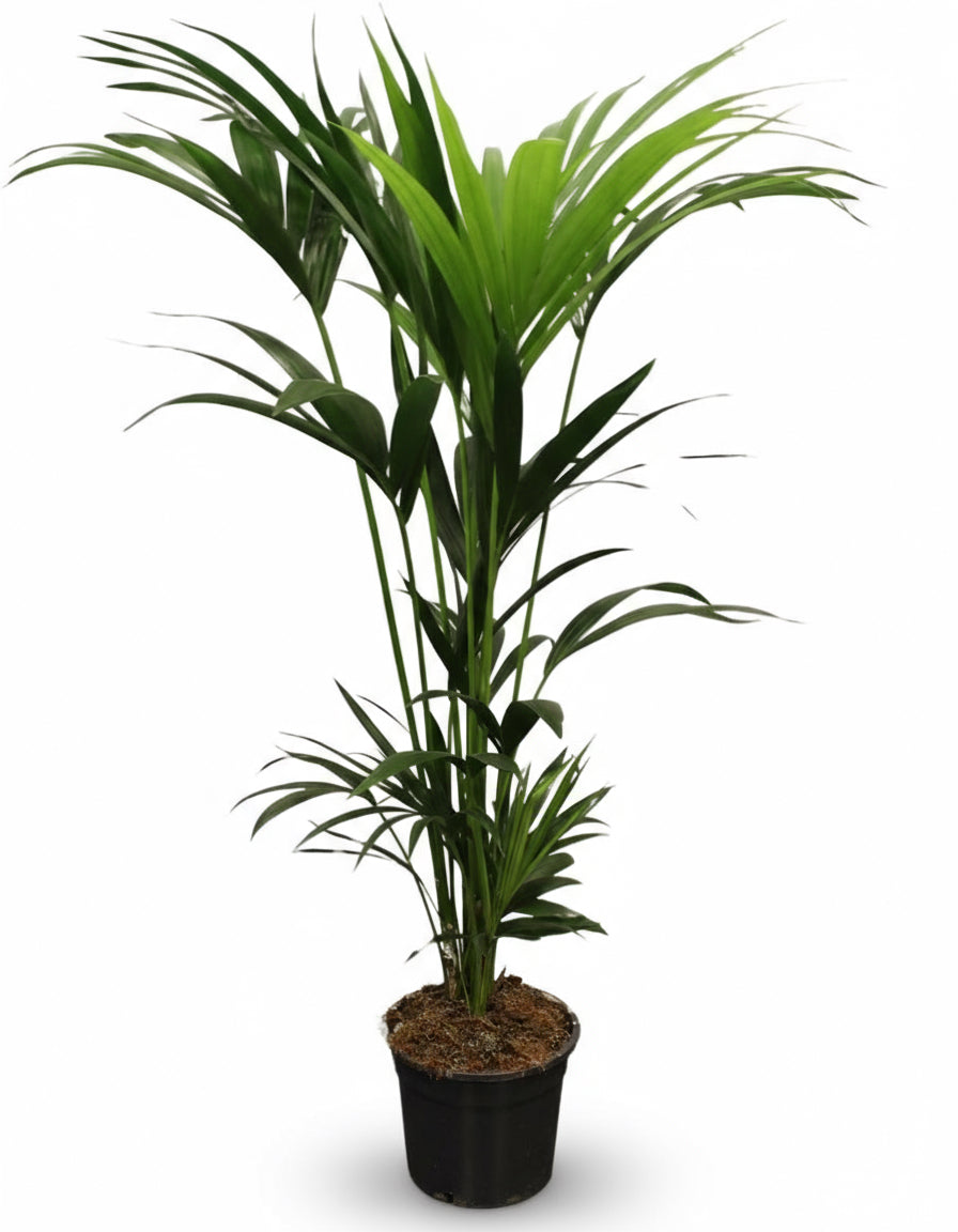 Howea forsteriana – Palmier Kentia d’intérieur tropical - Verdeia - 8