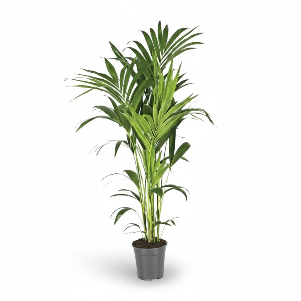 Howea forsteriana – Palmier Kentia d’intérieur tropical - Verdeia - 9